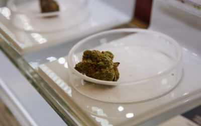 Cannabis irradiation – a friend or foe?