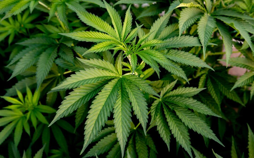 Motagon at Cannabis Summit – Prague, May 27th