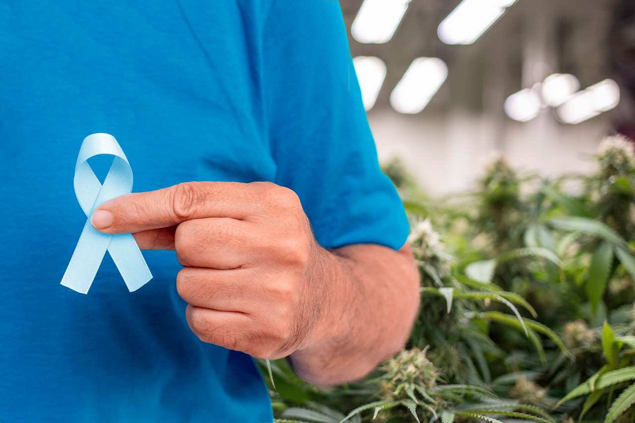 Medical Cannabis in Oncology
